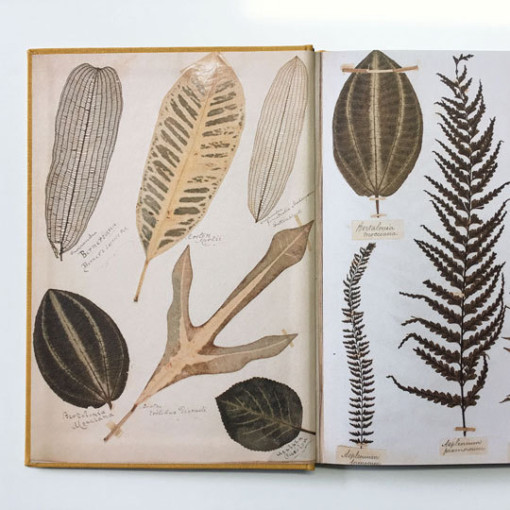 A Weed is a Plant out of Place Catalogue 2