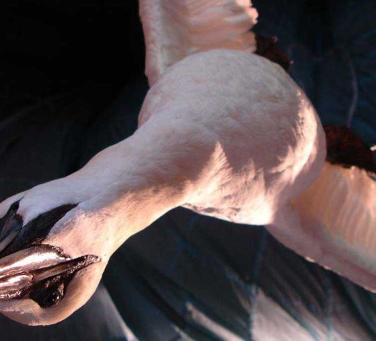 Hereo Image Individual Fields 2005 7