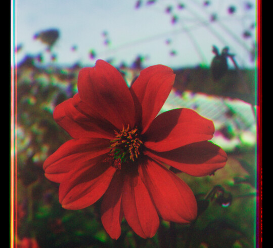 Simone Mudde Lismore Flower 01 s RGB